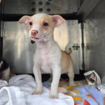 Jack Russell Terrier Dogs Available for Adoption - Sage | PetCurious