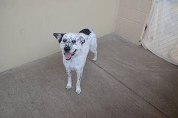 Bob -  Australian Cattle Dog Blue Heeler Dog Available for Adoption in Mckinney, Texas - Bob | PetCurious