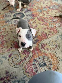 Pit Bull Terrier Dogs Available for Adoption - Freya | PetCurious