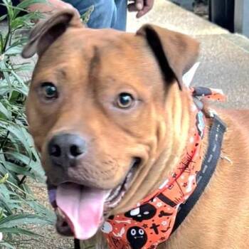 Rescue Labrador Retriever Dogs for Adoption in New York, New York - PUCHI LOVE "I Am Loyal & Loving." | PetCurious