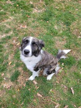 Rescue Border Collie and Beagle Dogs for Adoption in Chambersburg, Pennsylvania - Sasha | PetCurious