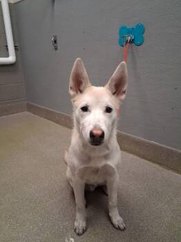 Siberian Husky Dogs Available for Adoption in Las Vegas, Nevada - SNOWBUN | PetCurious