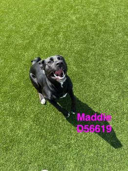 Maddie -  Labrador Retriever Dog for Adoption in Clarksville, Tennessee - Maddie | PetCurious