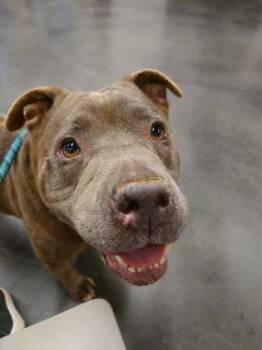 American Bulldog and Mixed Breed Dogs Available for Adoption in Atlanta, Georgia - Lady White | PetCurious