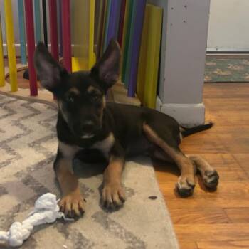 Ozzy -  German Shepherd Dog and Chihuahua Dog for Adoption in Sunderland, Maryland - Ozzy | PetCurious