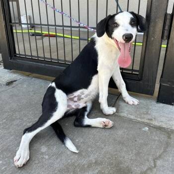 Basil -  Border Collie and Australian Cattle Dog Blue Heeler Dog for Adoption in Hollister, California - Basil | PetCurious