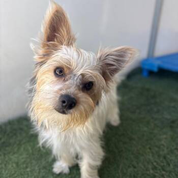Niko -  Yorkshire Terrier Dog Available for Adoption in San Pablo, California - Niko | PetCurious