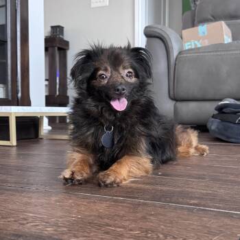 Sean Kingston -  Papillon Dog for Adoption in Metairie, Louisiana - Sean Kingston | PetCurious