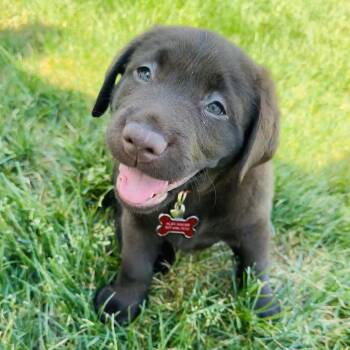 Theia -  Chocolate Labrador Retriever Dog Available for Adoption in Rochester, Minnesota - Theia | PetCurious