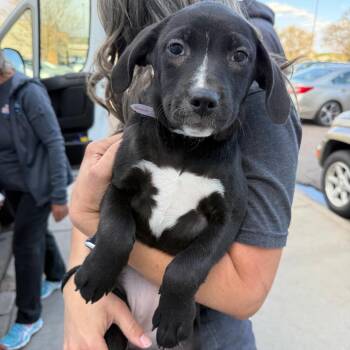 Shepherd Dogs Available for Adoption in Parker, Colorado - 540 (2026) Callie | PetCurious