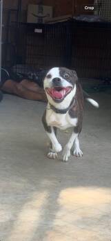 Jimmy McNutty -  Boston Terrier Dog for Adoption in Pilot Point, Texas - Jimmy McNutty | PetCurious