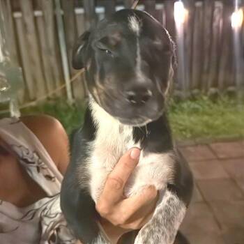 Camada Rescate Villas de Camilo EFC-Cirilo  0595 AKA Enzo -  Mixed Breed Dog for Adoption in Loxahatchee Groves, Florida - Camada Rescate Villas De Camilo EFC-Cirilo  0595 AKA Enzo | PetCurious