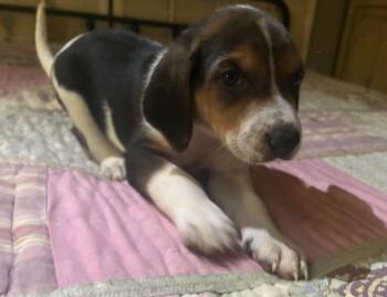 Treeing Walker Coonhound Dogs Available for Adoption - Waylon | PetCurious