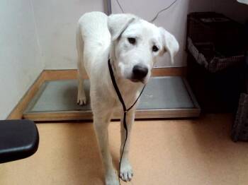 BELKA -  Labrador Retriever and Mixed Breed Dog for Adoption in Martinez, California - BELKA | PetCurious