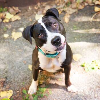 Rescue Mixed Breed Dogs for Adoption in Adrian, Michigan - Grayson | PetCurious