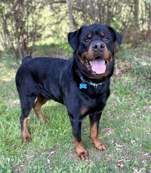 Rottweiler Dogs Available for Adoption in Hazlet, New Jersey - Nike | PetCurious