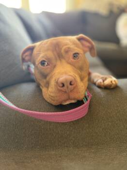 FINN- ADOPTION FEE SPONSORED -  Pit Bull Terrier Dog for Adoption in Pembroke, Massachusetts - FINN- ADOPTION FEE SPONSORED | PetCurious