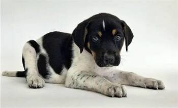 BOOMER -  Terrier Dog for Adoption in Brentwood, Missouri - BOOMER | PetCurious