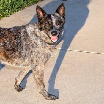 HELA -  Australian Cattle Dog Blue Heeler Dog for Adoption in St. Louis, Missouri - HELA | PetCurious