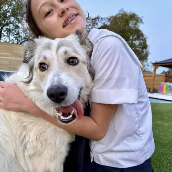 WINNIE -  Great Pyrenees and Anatolian Shepherd Dog for Adoption in Richmond, California - WINNIE | PetCurious