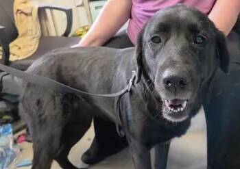 Black Labrador Retriever and Golden Retriever Dogs Available for Adoption in Medina, Ohio - Gracie Mae-Foster-to-Adopt | PetCurious