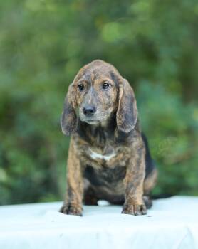 Brenda -  Basset Hound Dog for Adoption in Lucedale, Mississippi - Brenda | PetCurious