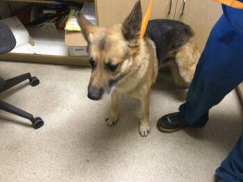 JOSE -  German Shepherd Dog Dog for Adoption in Riverside, California - JOSE | PetCurious