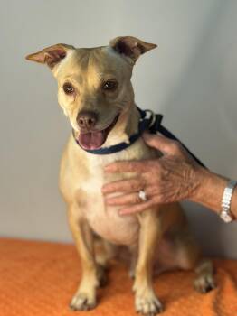 Toaster -  Terrier Dog for Adoption in Meherrin, Virginia - Toaster | PetCurious