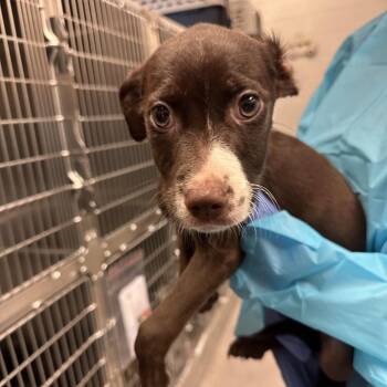 Pit Bull Terrier Dogs Available for Adoption in Birmingham, Alabama - Gilda | PetCurious