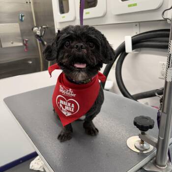 Shih Tzu Dogs Available for Adoption in North Haven, Connecticut - Alfred | PetCurious