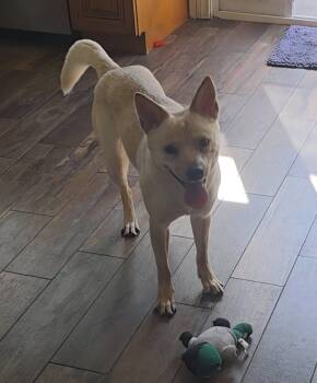 Lizzie -  Carolina Dog Dog for Adoption in Lakeside, California - Lizzie | PetCurious