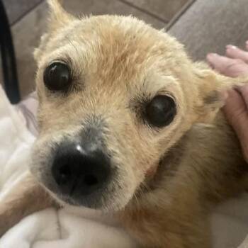 Chihuahua Dogs Available for Adoption - BENJAMIN  | PetCurious