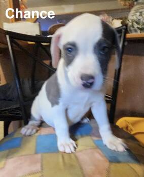 Chance -  American Staffordshire Terrier Dog for Adoption in Manchester, Connecticut - Chance | PetCurious