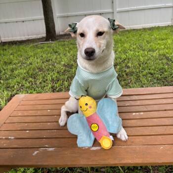 Suki -  Australian Shepherd Dog Available for Adoption in Harlingen, Texas - Suki | PetCurious
