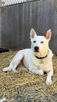 Australian Cattle Dog Blue Heeler and Husky Dogs Available for Adoption - Chevy | PetCurious