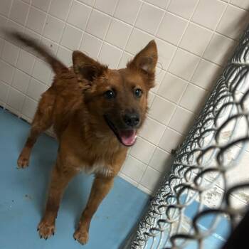 Mixed Breed Dogs Available for Adoption in Lufkin, Texas - Trick | PetCurious