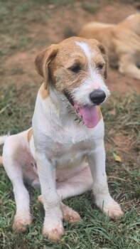 Twix -  Mixed Breed Dog for Adoption in Taycheedah, Wisconsin - Twix | PetCurious