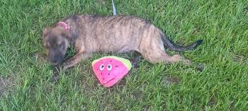 Rescue Australian Cattle Dog Blue Heeler Dogs for Adoption in Kempner, Texas - Sage | PetCurious