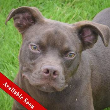 Rio -  Boston Terrier and Beagle Dog for Adoption in Huntley, Illinois - Rio | PetCurious
