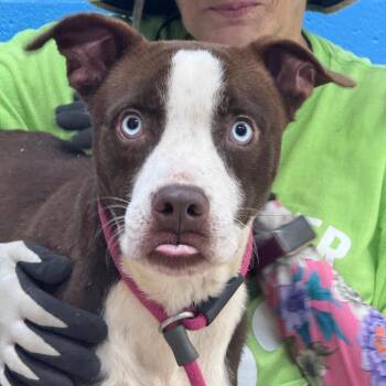 Henry -  Pit Bull Terrier Dog for Adoption in Little Rock, Arkansas - Henry | PetCurious