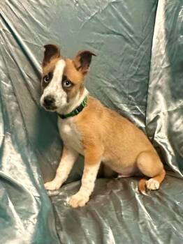 Australian Cattle Dog Blue Heeler Dogs Available for Adoption in Walker, Louisiana - Chester | PetCurious