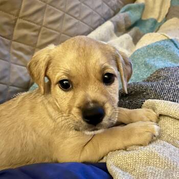 Wilson -  Labrador Retriever and Boxer Dog Available for Adoption - Wilson | PetCurious