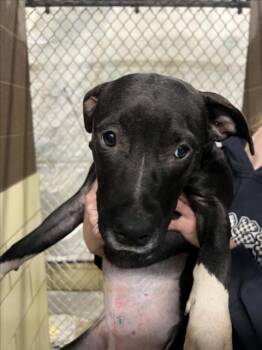 Rescue Pit Bull Terrier Dogs for Adoption in Woodland, California - DIAMOND | PetCurious