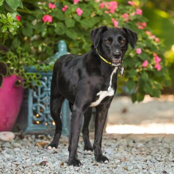 Suzy -  Labrador Retriever Dog for Adoption in Wake Forest, North Carolina - Suzy | PetCurious