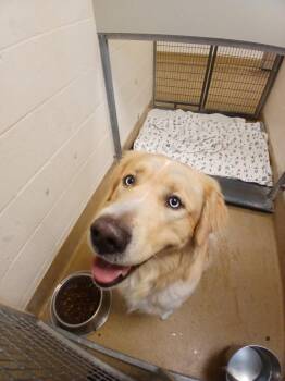 Bo AKA Terry -  Mixed Breed Dog Available for Adoption in Grand Forks, North Dakota - Bo AKA Terry | PetCurious