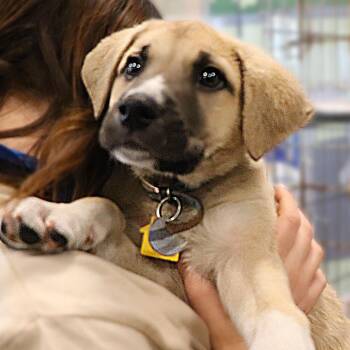 Mixed Breed Dogs Available for Adoption - Fonzie | PetCurious