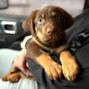 Labrador Retriever Dogs Available for Adoption - Benson | PetCurious