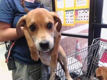 ABBY -  Labrador Retriever and Mixed Breed Dog for Adoption in Tulsa, Oklahoma - ABBY | PetCurious