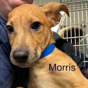 Morris -  Mixed Breed Dog for Adoption in Knoxville, Tennessee - Morris | PetCurious