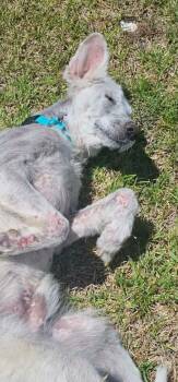 Casper -  Great Pyrenees Dog for Adoption in Houston, Texas - Casper | PetCurious